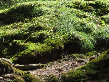 View of plants in forest
