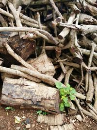 Close-up of wood