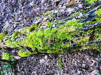 Plants growing on tree