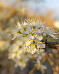 Close-up of white flowering plant