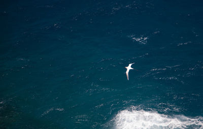 High angle view of woman swimming in sea