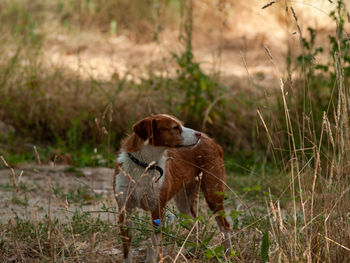 View of a dog on field