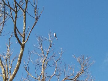 Low angle view of bare tree against clear blue sky