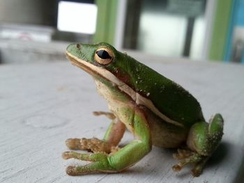 Close-up of frog