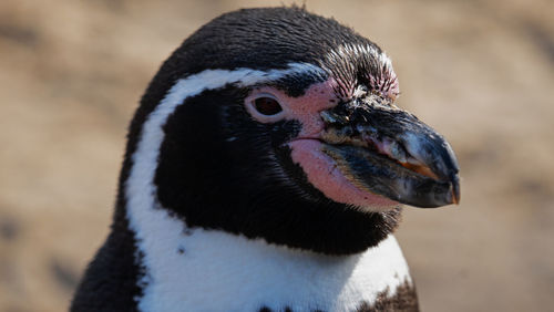 Close-up of a bird