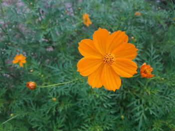 Close-up of orange cosmos flower blooming on field