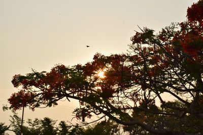 Low angle view of silhouette trees against clear sky