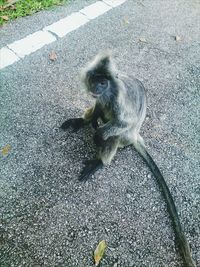 High angle view of black cat on street