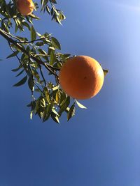 Low angle view of orange tree against blue sky