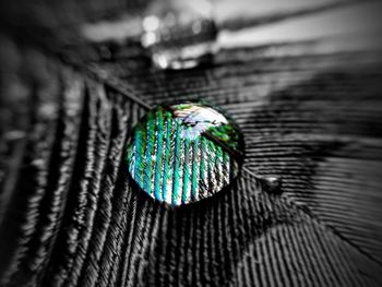 Close-up of peacock feather