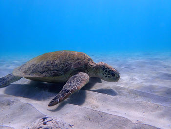 sea turtle