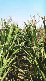 Close-up of crops growing on field against clear sky