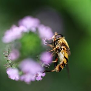 Close-up of bee pollinating on purple flower