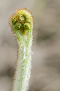 Close-up of flower bud