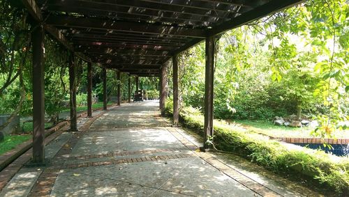 Corridor along trees