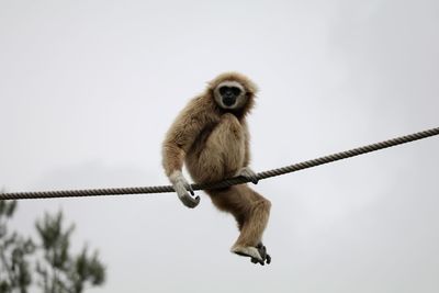 Low angle view of gray langur sitting on rope against sky