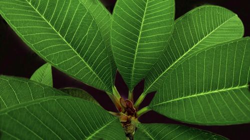 Close-up of insect on leaf