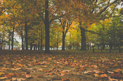 Trees in park during autumn