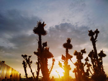 Low angle view of silhouette trees on field against sky at sunset