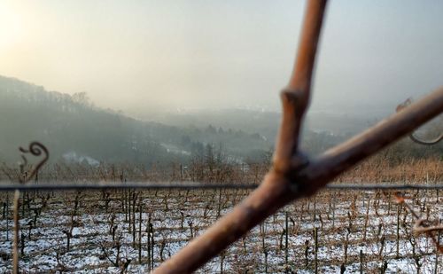 Trees on landscape against sky during winter