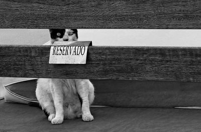 View of a cat sitting on wood in front of reserved sign