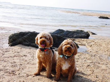 Dogs on beach