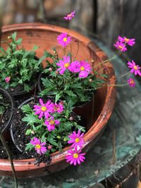 High angle view of potted plant