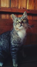 Close-up of cat sitting on wood