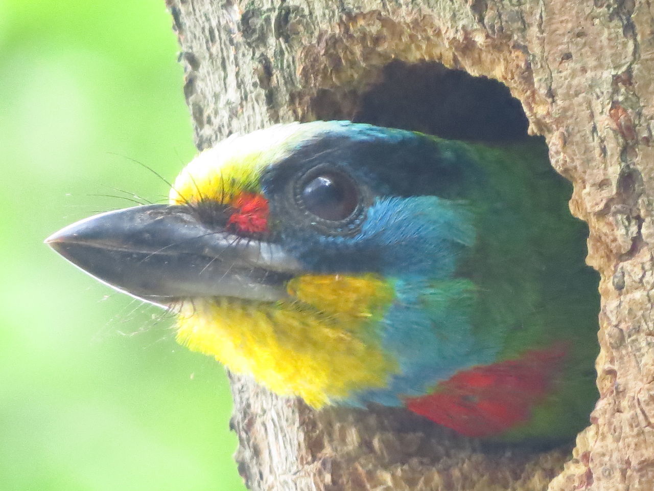 CLOSE-UP OF PEACOCK