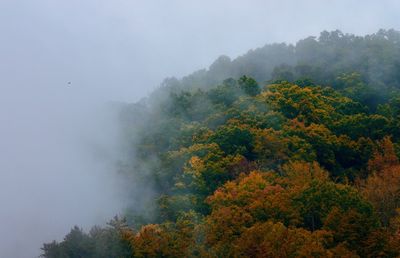 Scenic view of forest against sky