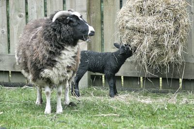 Sheep grazing on grassy field