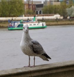 Close-up of bird perching on retaining wall