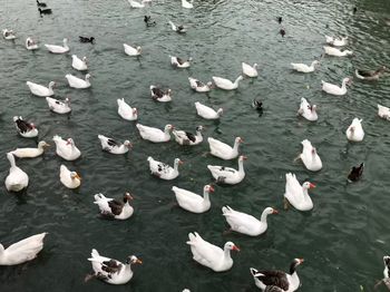 High angle view of seagulls in lake