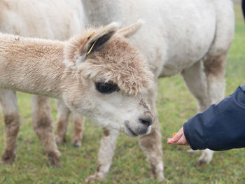 Close-up of hand feeding on field