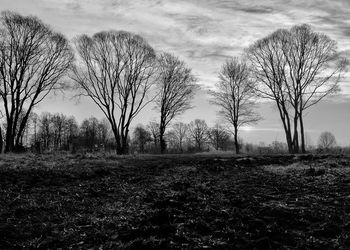 Bare trees on field