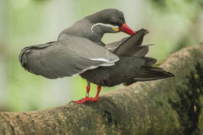 Close-up of bird perching on red leaf