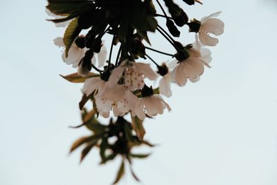 Close-up of white flowering plant against clear sky