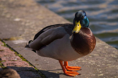 Close-up of bird