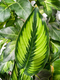 Close-up of green leaves