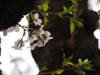 Close-up of white flowering plant