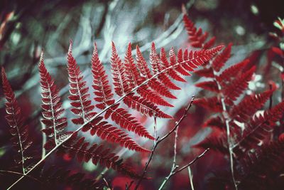 Close-up of red leaves on tree