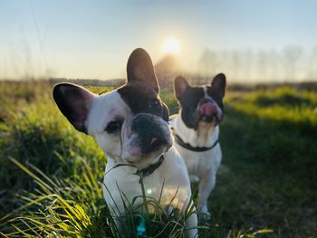 View of a dog on field