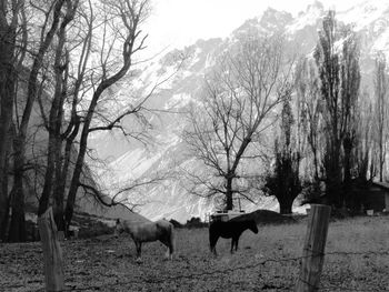 Horse grazing on field