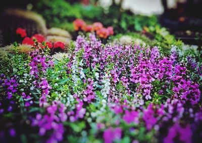 Close-up of purple flowers