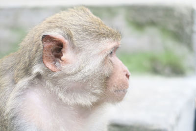 Close-up of monkey