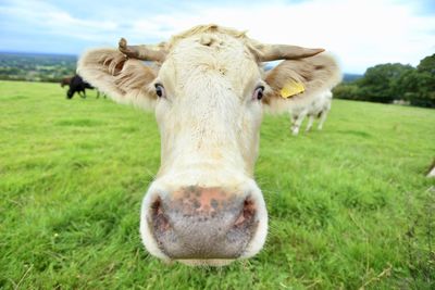 Portrait of cow on field against sky