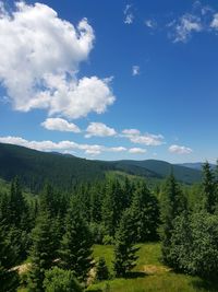 Scenic view of pine trees against sky
