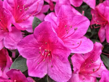 Close-up of pink flowers blooming outdoors