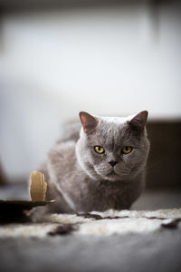 Portrait of cat relaxing on floor