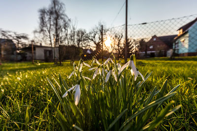 Close-up of grass on field against sky